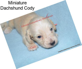 Miniature Dachshund Cody