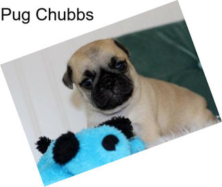 Pug Chubbs
