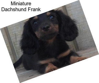 Miniature Dachshund Frank