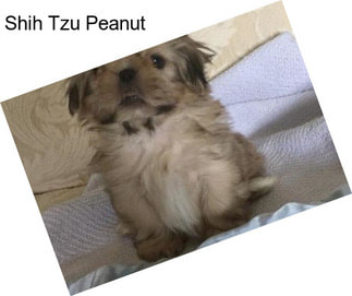 Shih Tzu Peanut