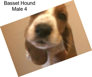 Basset Hound Male 4