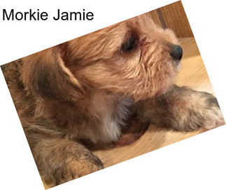 Morkie Jamie