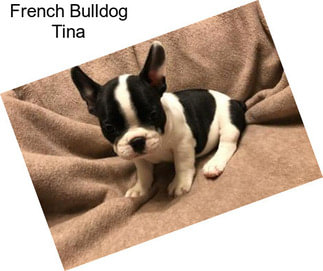 French Bulldog Tina