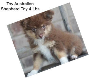 Toy Australian Shepherd Toy 4 Lbs