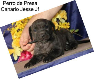 Perro de Presa Canario Jesse Jf