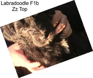 Labradoodle F1b Zz Top