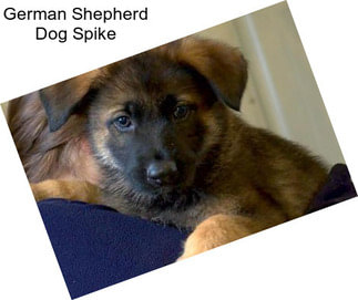 German Shepherd Dog Spike