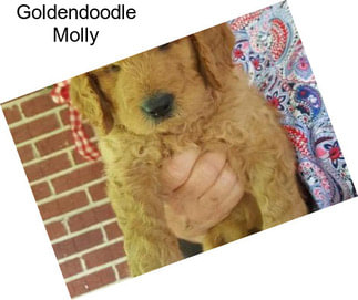 Goldendoodle Molly