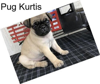 Pug Kurtis