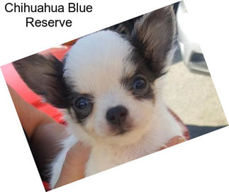 Chihuahua Blue Reserve