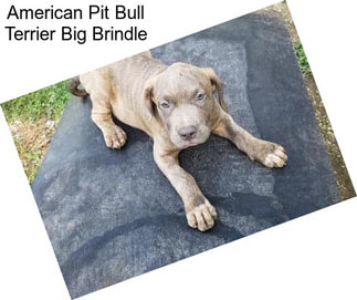 American Pit Bull Terrier Big Brindle