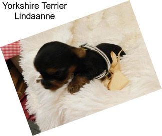 Yorkshire Terrier Lindaanne