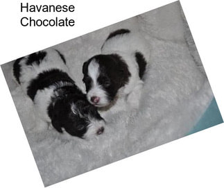 Havanese Chocolate