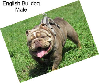 English Bulldog Male