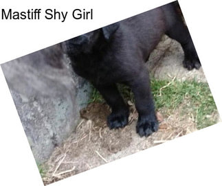 Mastiff Shy Girl