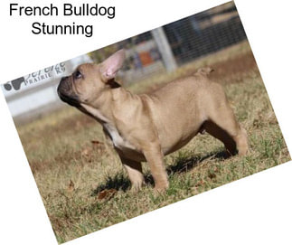 French Bulldog Stunning