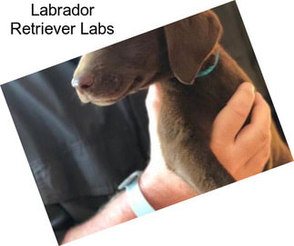 Labrador Retriever Labs