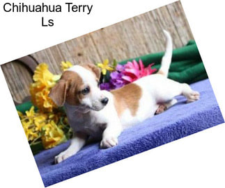 Chihuahua Terry Ls