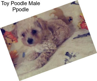 Toy Poodle Male Ppodle