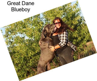 Great Dane Blueboy