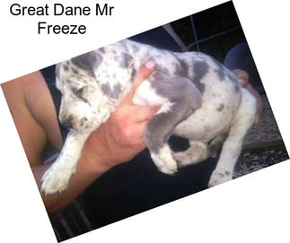 Great Dane Mr Freeze