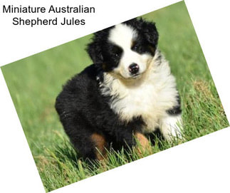 Miniature Australian Shepherd Jules