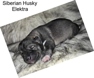 Siberian Husky Elektra