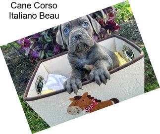 Cane Corso Italiano Beau