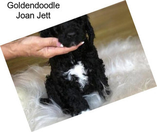 Goldendoodle Joan Jett