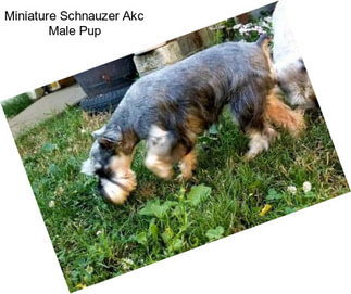 Miniature Schnauzer Akc Male Pup