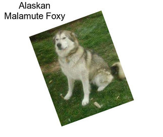 Alaskan Malamute Foxy