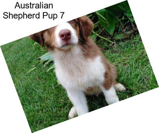 Australian Shepherd Pup 7