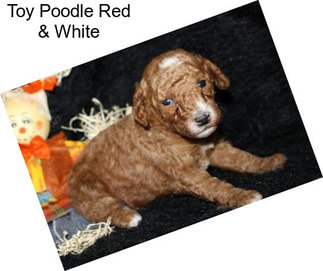 Toy Poodle Red & White