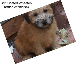 Soft Coated Wheaten Terrier Winnie583