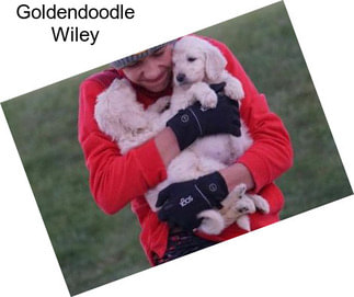 Goldendoodle Wiley