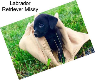 Labrador Retriever Missy