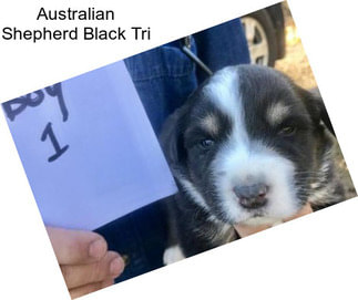 Australian Shepherd Black Tri