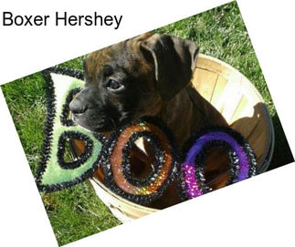 Boxer Hershey