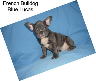 French Bulldog Blue Lucas