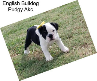 English Bulldog Pudgy Akc