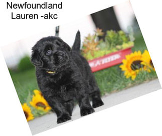 Newfoundland Lauren -akc