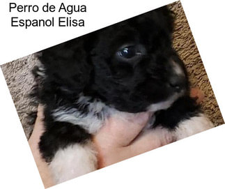 Perro de Agua Espanol Elisa