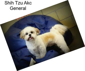 Shih Tzu Akc General