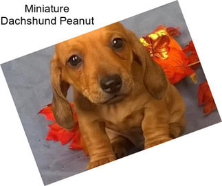 Miniature Dachshund Peanut