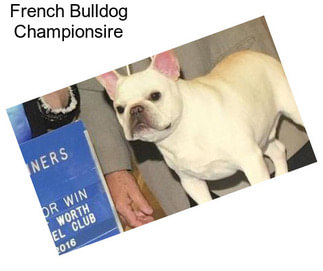 French Bulldog Championsire