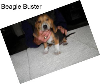 Beagle Buster