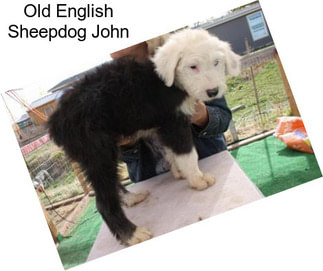 Old English Sheepdog John