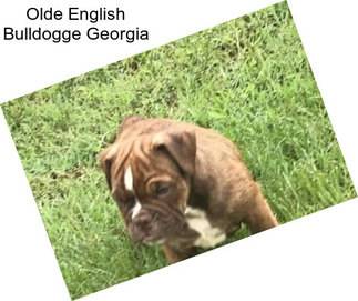 Olde English Bulldogge Georgia