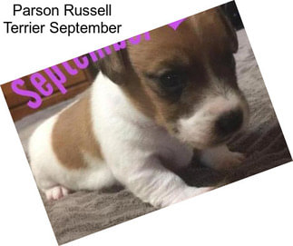 Parson Russell Terrier September