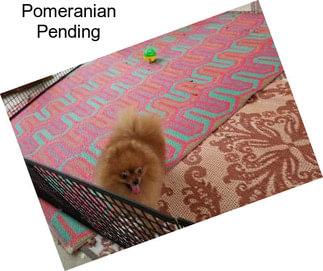 Pomeranian Pending